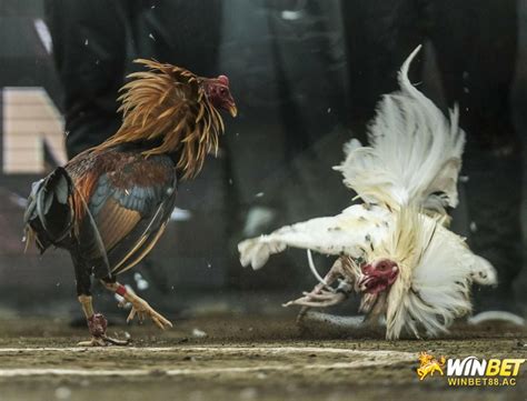 [ Live ] Đá gà Trực tiếp .